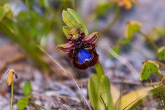 Ophrys speculum speculum