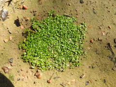 Callitriche peploides