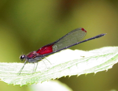 Hetaerina aurora