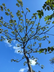Cecropia obtusifolia