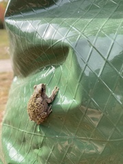 Hyla versicolor