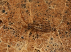 Entomobrya muscorum