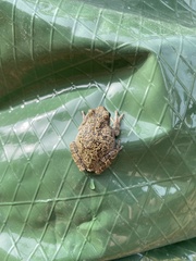 Hyla versicolor