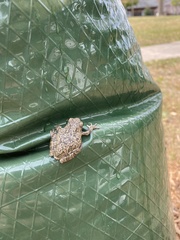 Hyla versicolor