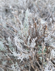 Lavandula pedunculata