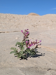 Astragalus crotalariae