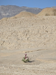 Astragalus crotalariae