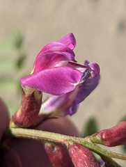 Astragalus crotalariae