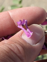Astragalus crotalariae