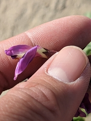 Astragalus crotalariae