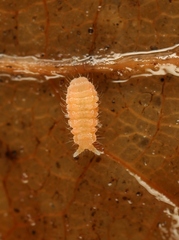 Monobella grassei