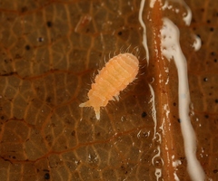 Monobella grassei