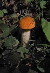 Leccinum albostipitatum