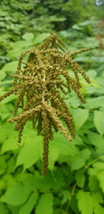 Aruncus dioicus