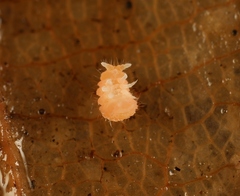 Monobella grassei