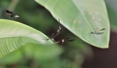Heliocypha biseriata