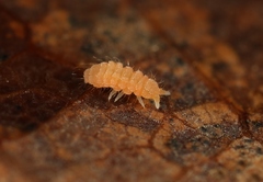 Monobella grassei