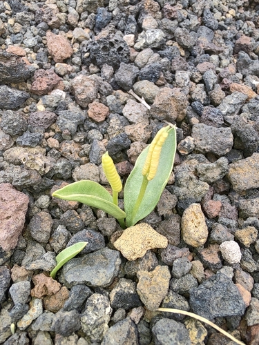 Ophioglossum polyphyllum image