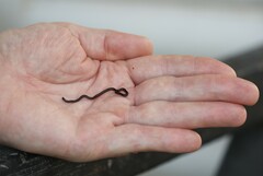 Indotyphlops braminus