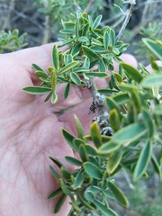 Adenocarpus hispanicus