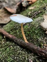 Strobilurus ohshimae