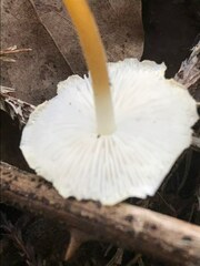 Strobilurus ohshimae