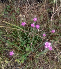 Dianthus
