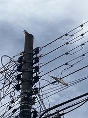 Pitangus sulphuratus