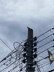 Pitangus sulphuratus