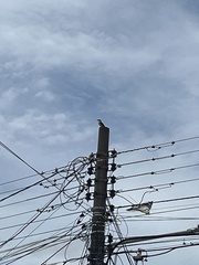 Pitangus sulphuratus