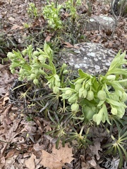 Helleborus foetidus