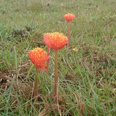 Haemanthus sanguineus