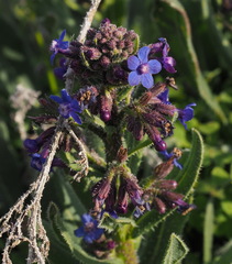 Anchusa strigosa