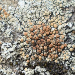 Protoparmeliopsis muralis