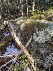 Cladonia maxima