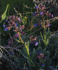 Anchusa strigosa