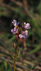 Erucaria hispanica