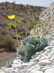 Arctomecon californica