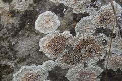 Protoparmeliopsis muralis