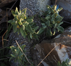 Salvia dominica