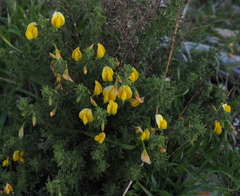 Ononis natrix