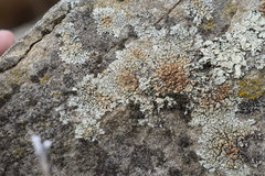 Protoparmeliopsis muralis