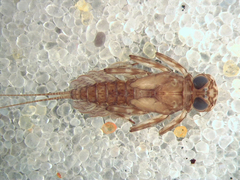 Epeorus vitreus