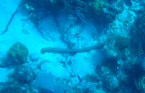 Holothuria thomasi