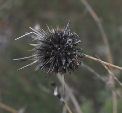 Echinops polyceras