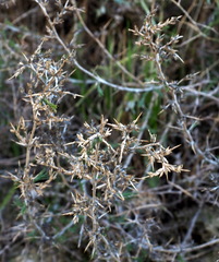 Noaea mucronata