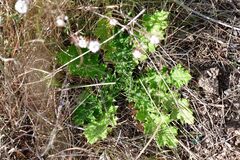 Carduus crispus