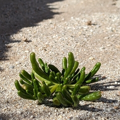 Cistanthe ambigua
