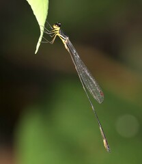 Drepanosticta actaeon