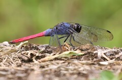 Orthetrum schneideri